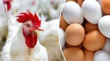 مفاجأة في أسعار الدواجن البيضاء للمستهلك بعد موجة الغلاء.. إليك قائمة الأسعار الجديدة